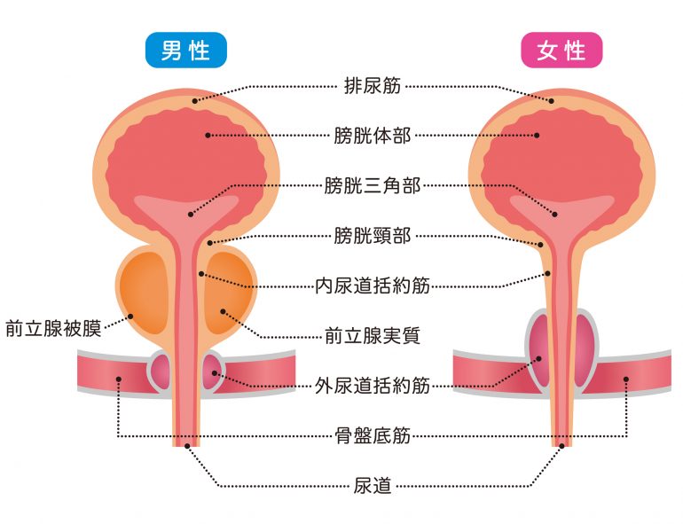 尿道が痛む